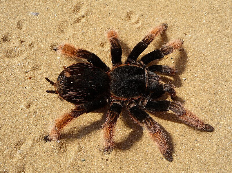 Mexican Pink Tarantula | Brachypelma klaasi (Med) - Image 2