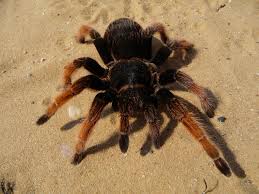 Mexican Pink Tarantula | Brachypelma klaasi (Med) - Image 3