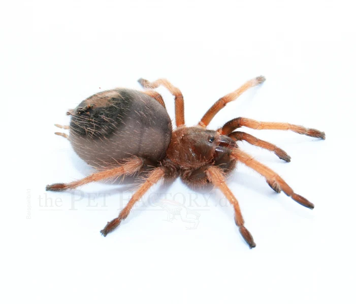 Mexican Pink Tarantula | Brachypelma klaasi (Med) - Image 4