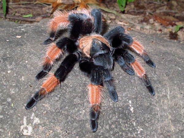 Mexican Red Leg Tarantula | Brachypelma emilia (Med) - Image 3