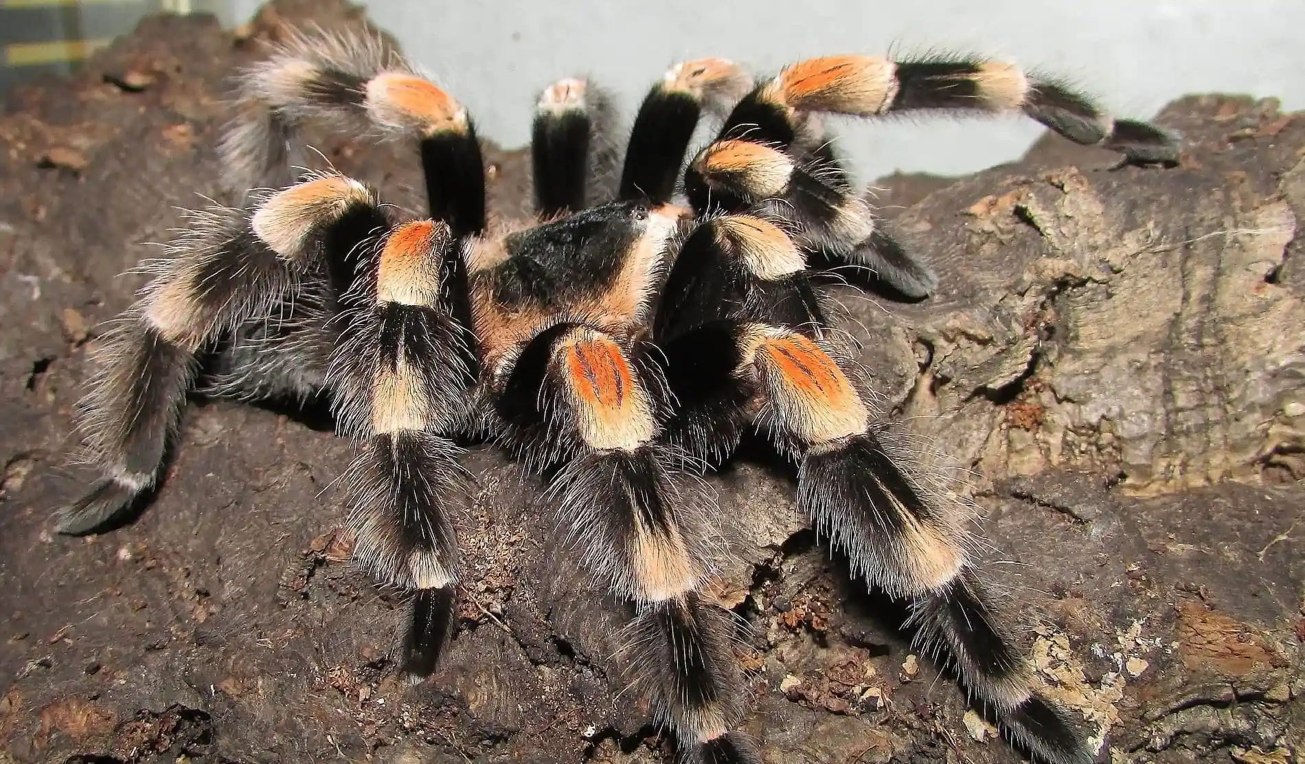 Mexican Red Knee Tarantula | Brachypelma hamorii (Med) - Image 2