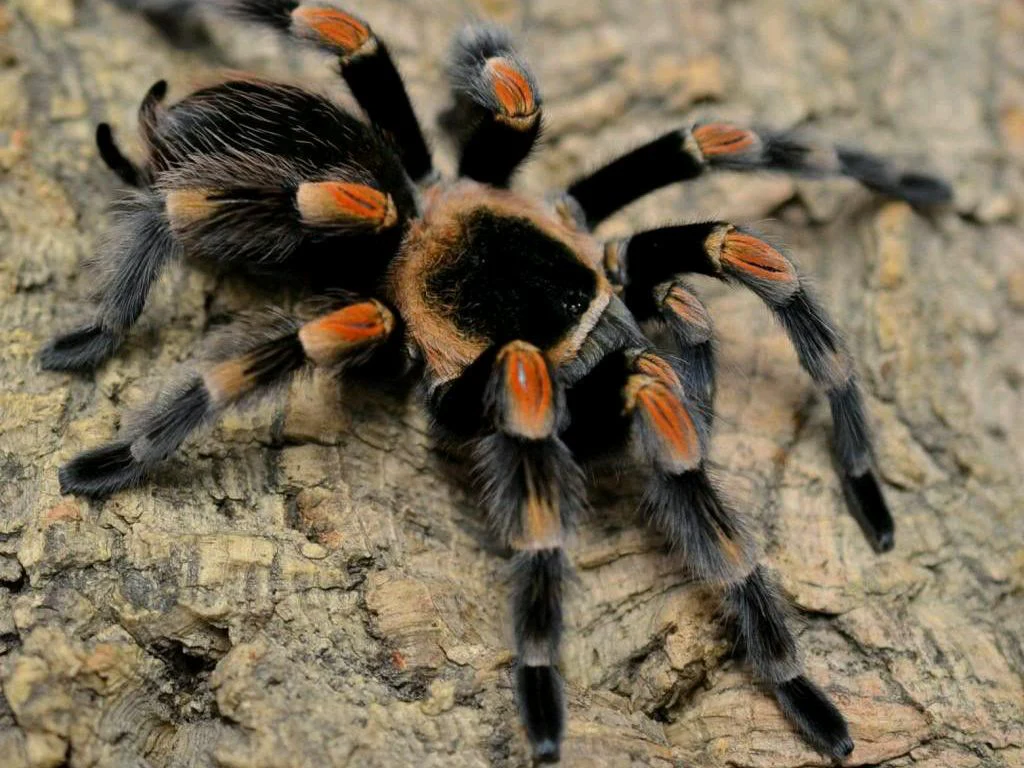 Mexican Red Knee Tarantula | Brachypelma hamorii (Med) - Image 3