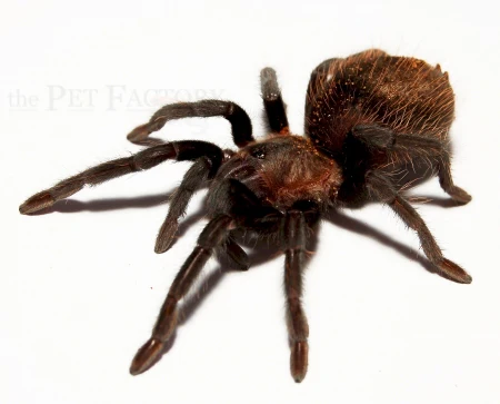 Mexican Rose Grey Tarantula | Tliltocatl verdezi (ex. Brachypelma) (Med) - Image 3