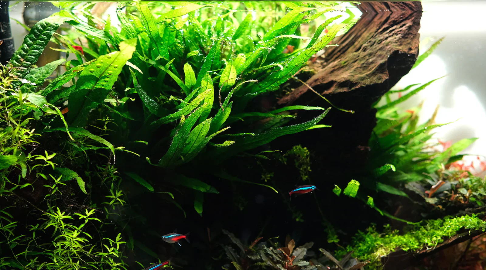 Microsorum Pteropus Java Fern - Image 3