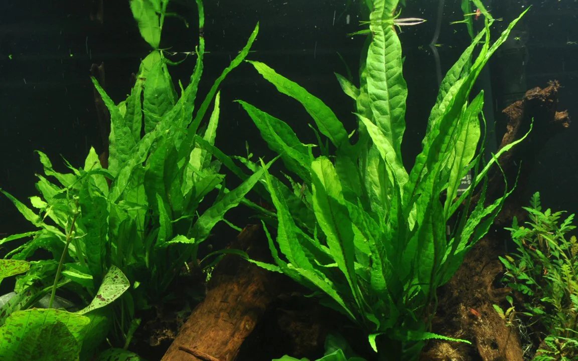 Microsorum pteropus grown on Mangrove Wood - Image 4