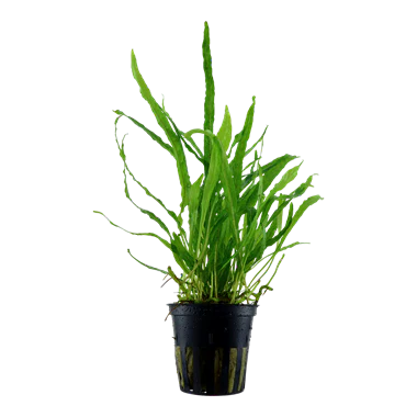 Microsorum pteropus 'Narrow'
