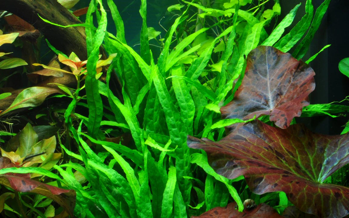 Microsorum pteropus 'Narrow' - Image 2