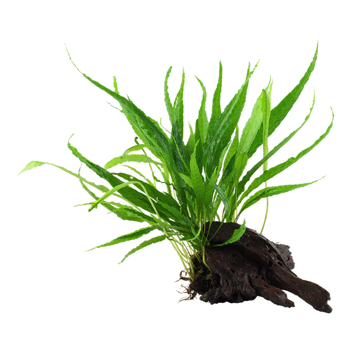 Microsorum pteropus Grown on Wood (008 YWS)