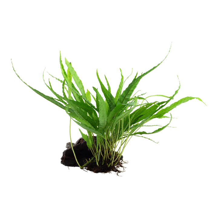 Microsorum pteropus Grown on Wood (008 YWS) - Image 2