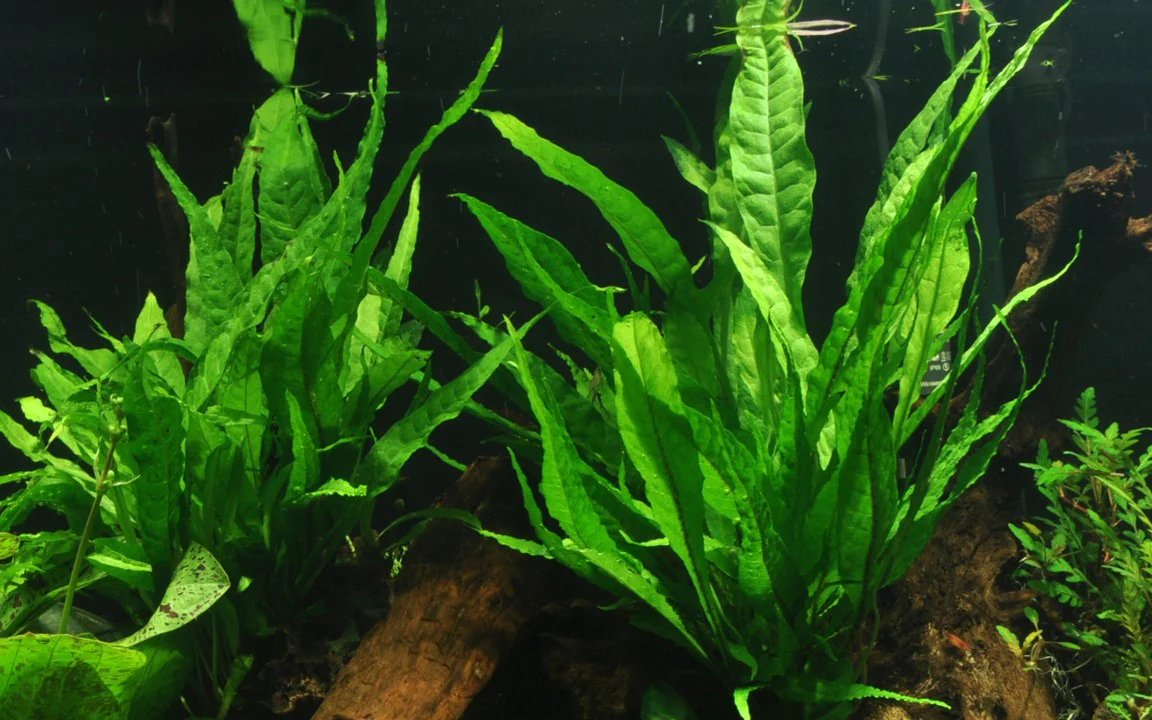 Microsorum pteropus Grown on Wood (008 YWS) - Image 3