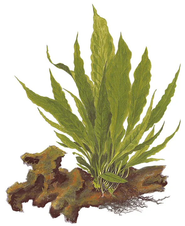 Microsorum pteropus Grown on Wood (008 YWS) - Image 4