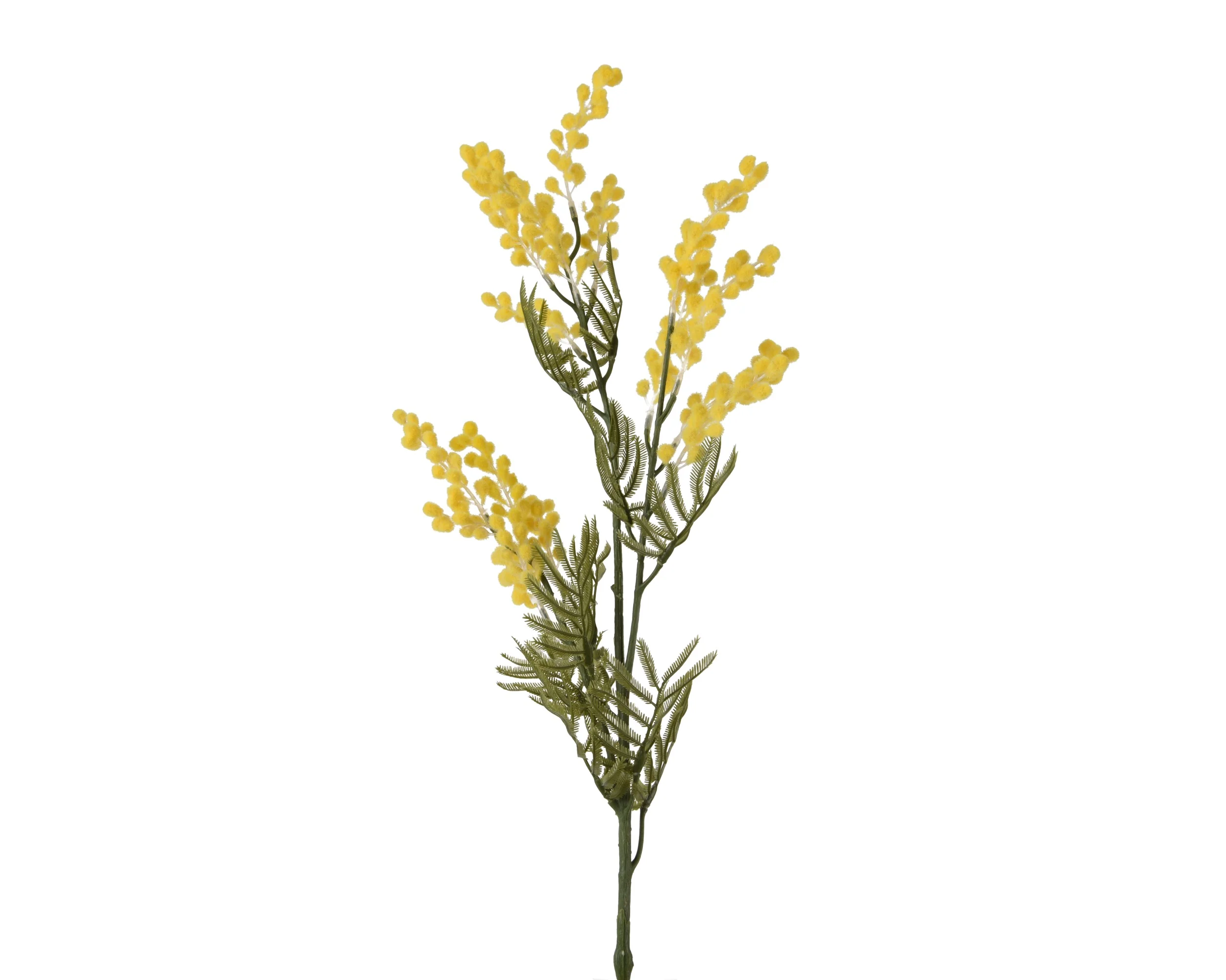 Mimosa stem