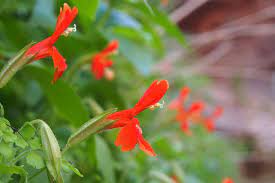 Mimulus cardinalis P9 - Image 3
