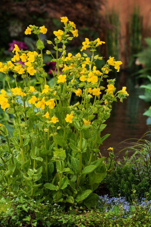 Mimulus luteus P9 - Image 2