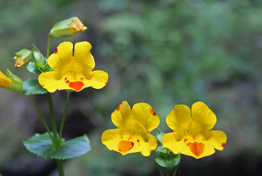 Mimulus luteus P9 - Image 3