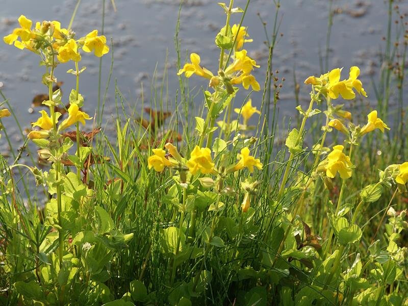 Mimulus luteus P9 - Image 4