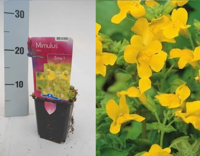 Mimulus luteus P9 - Image 5