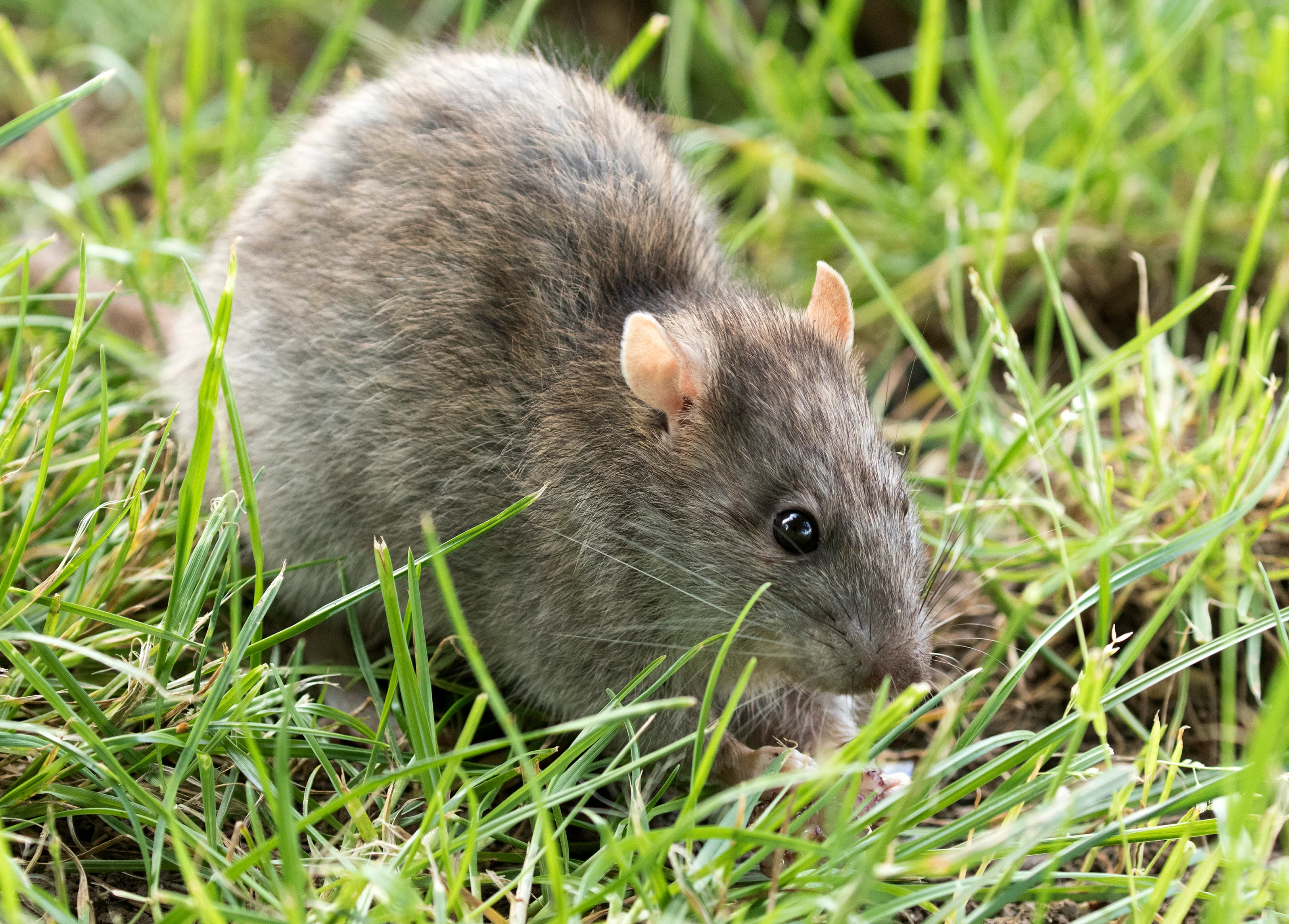 Rat Frozen Medium (151-250g) - Image 3