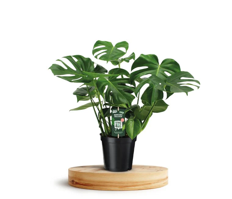 Monstera deliciosa | Swiss Cheese Plant (P21)