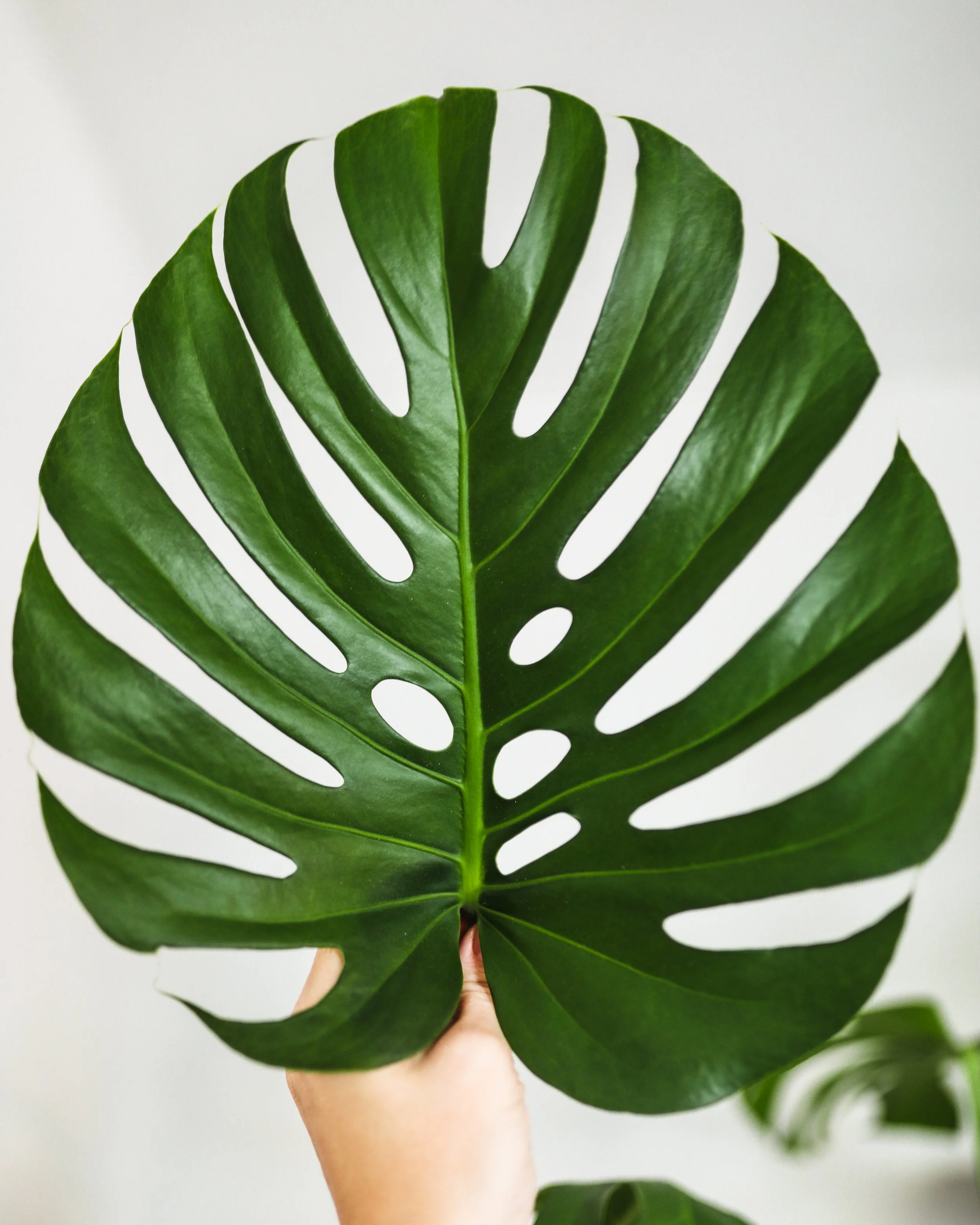 Monstera deliciosa | Swiss Cheese Plant (P21) - Image 2