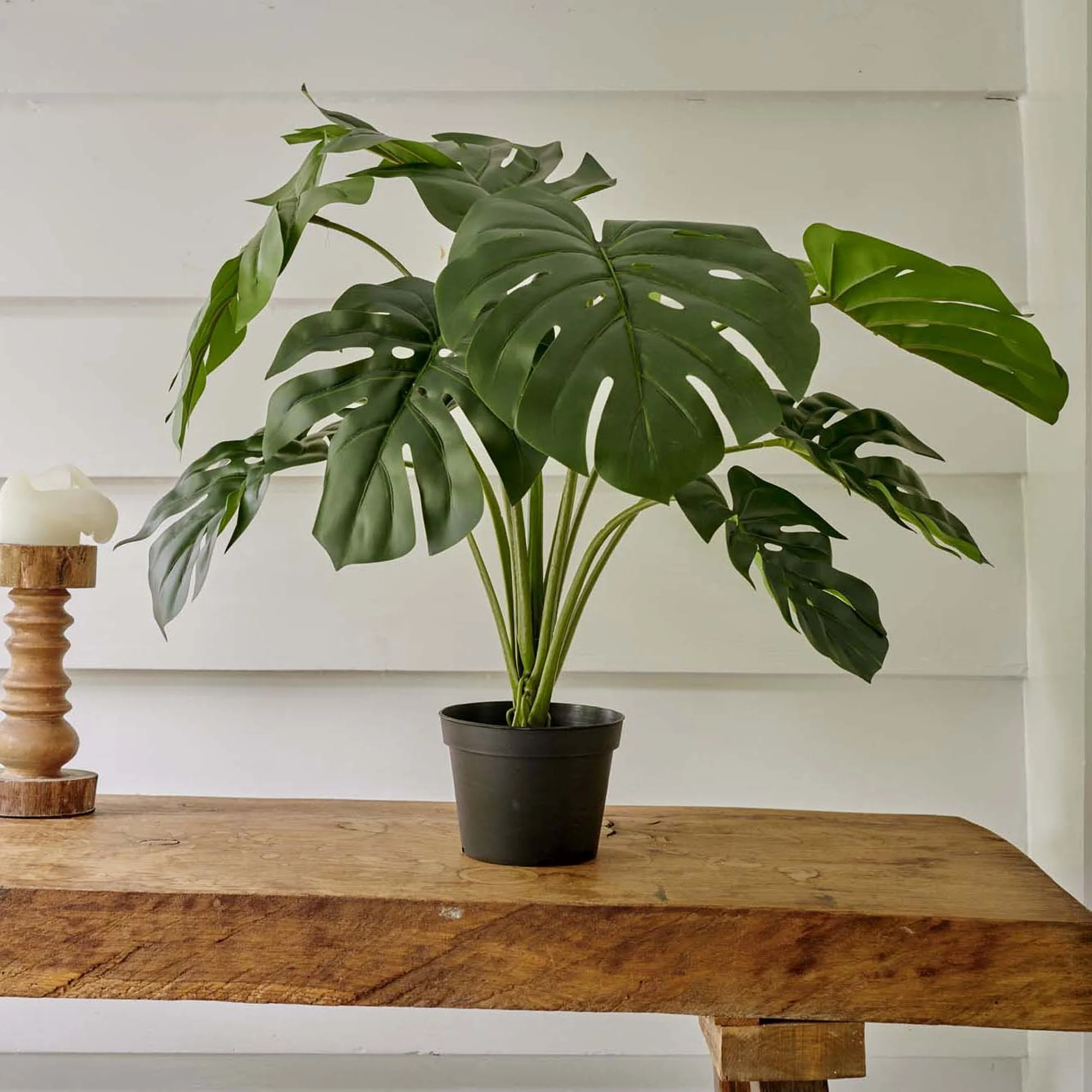 Monstera in pot