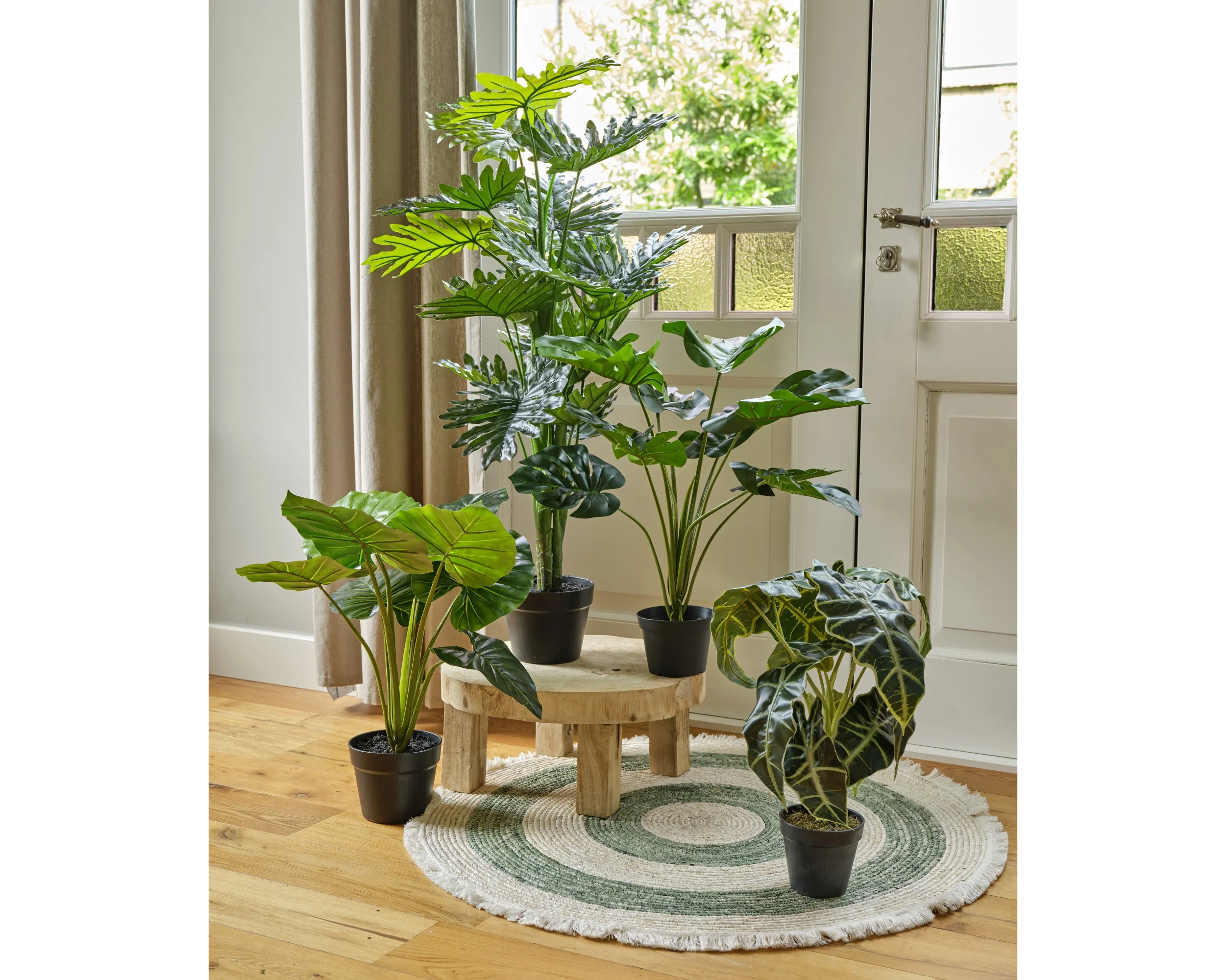 Monstera in pot - Image 2