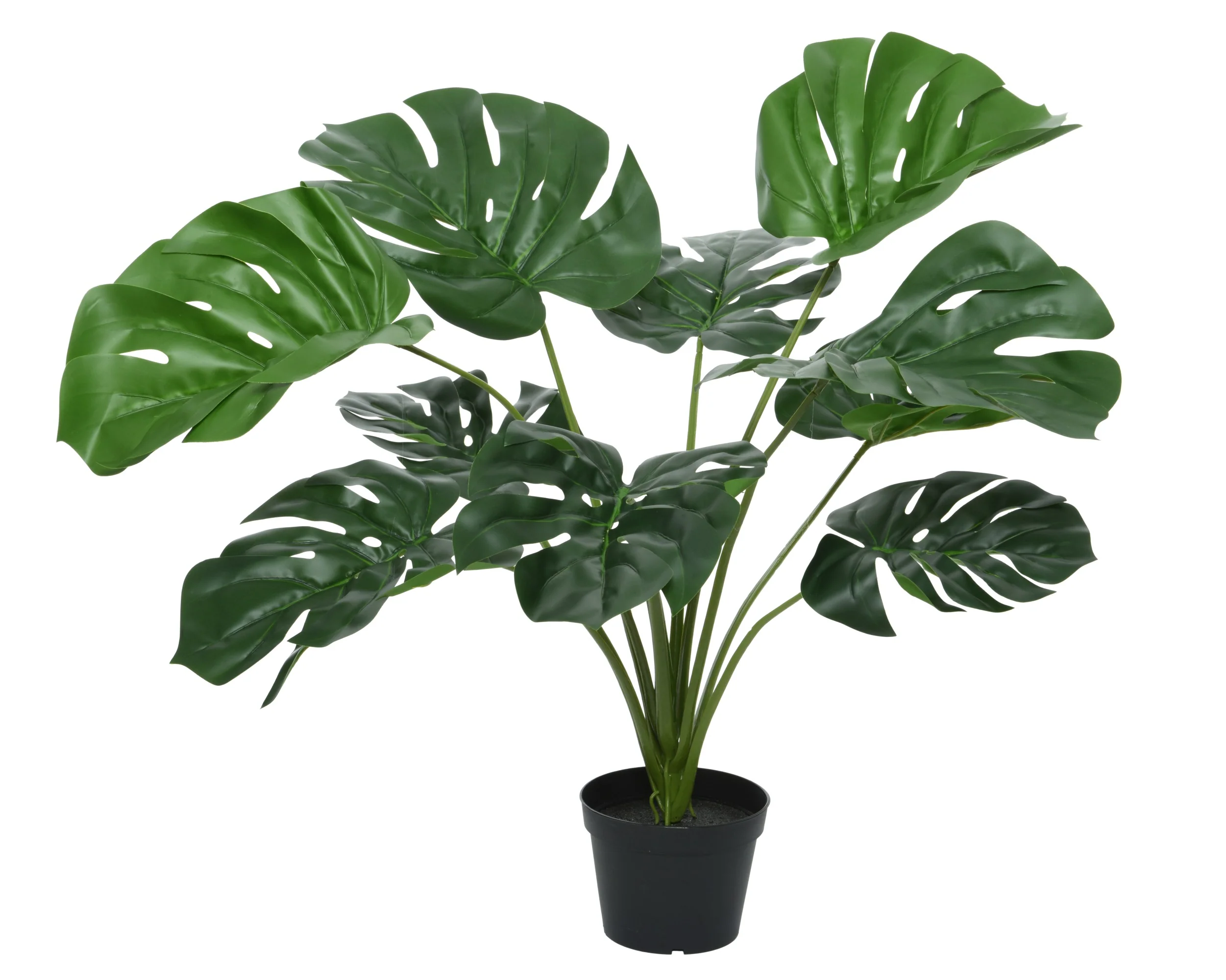 Monstera in pot - Image 3
