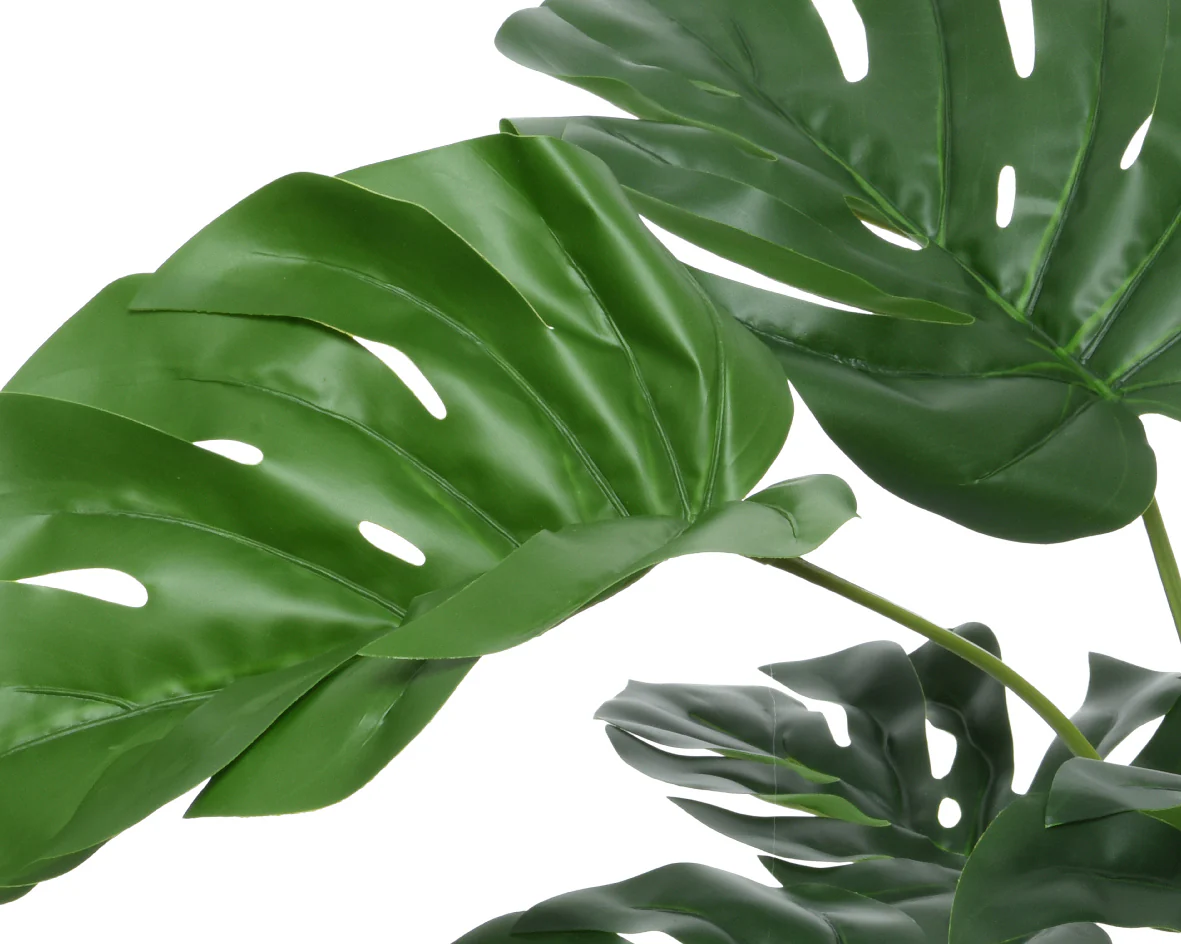 Monstera in pot - Image 4
