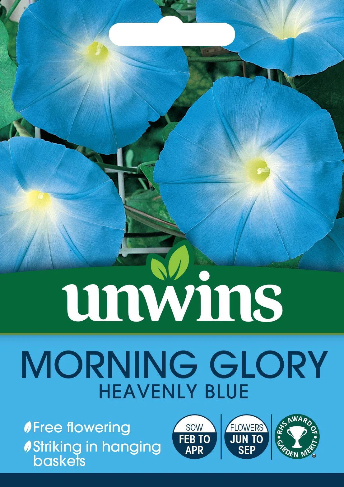 Morning Glory Heavenly Blue