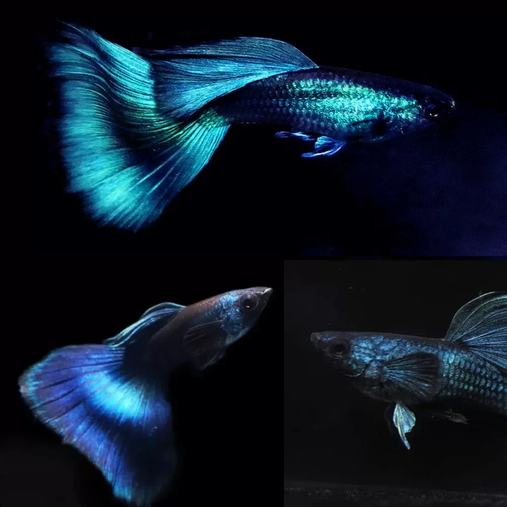 Moscow Blue Male Guppy Large