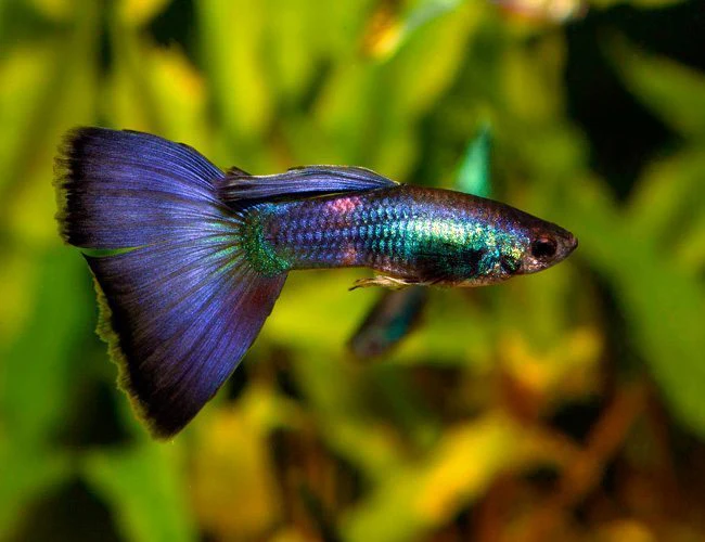 Moscow Blue Male Guppy Large - Image 2