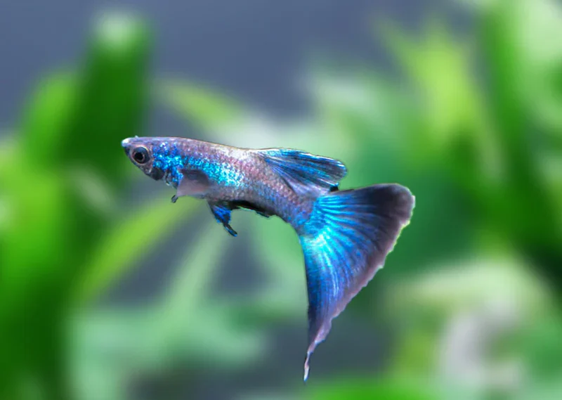 Moscow Blue Male Guppy Large - Image 3