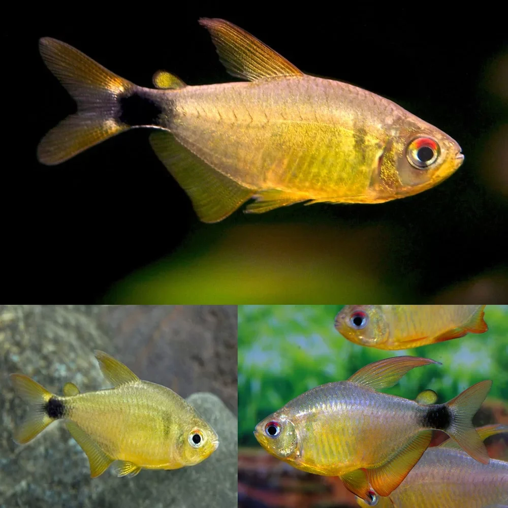 Kitty Tetra M - Image 3