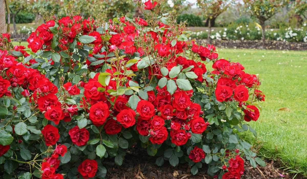 Mother's Day Patio Rose - 4.5 Litre - Image 2