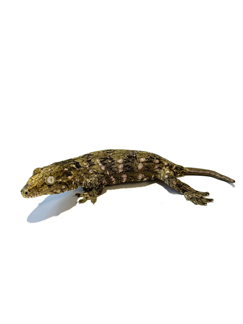 Mount Koghis Leachieanus Gecko - Image 2