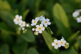 Myosotis pal. 'Ice Pearl' P9