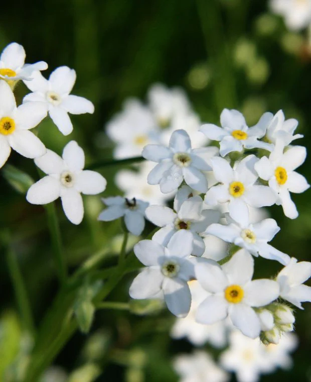 Myosotis pal. 'Ice Pearl' P9 - Image 2