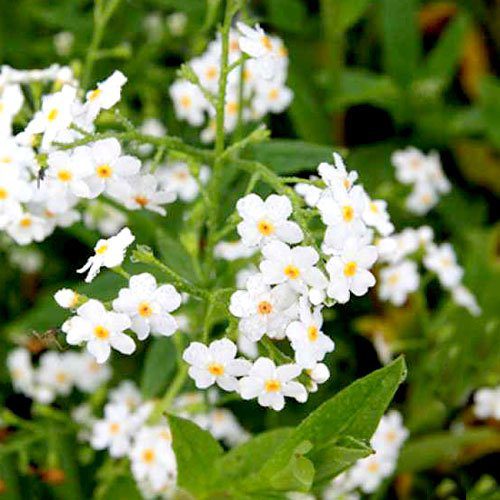 Myosotis pal. 'Ice Pearl' P9 - Image 3