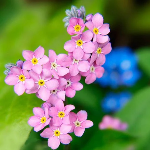 Myosotis pink | Forget-Me-Not Pink P10.5 - Image 3