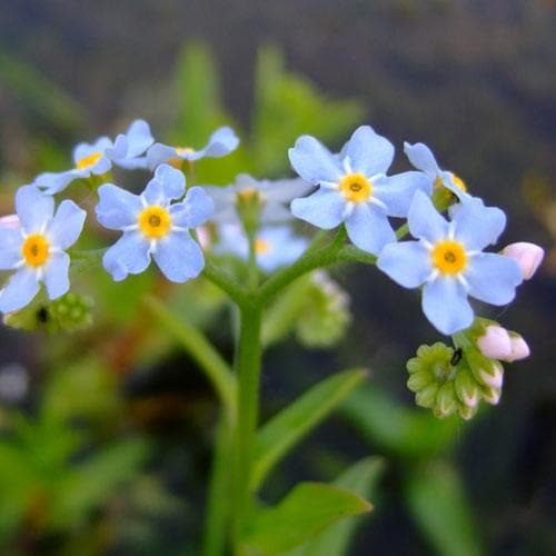 Myosotis scorpioides P9 - Image 2
