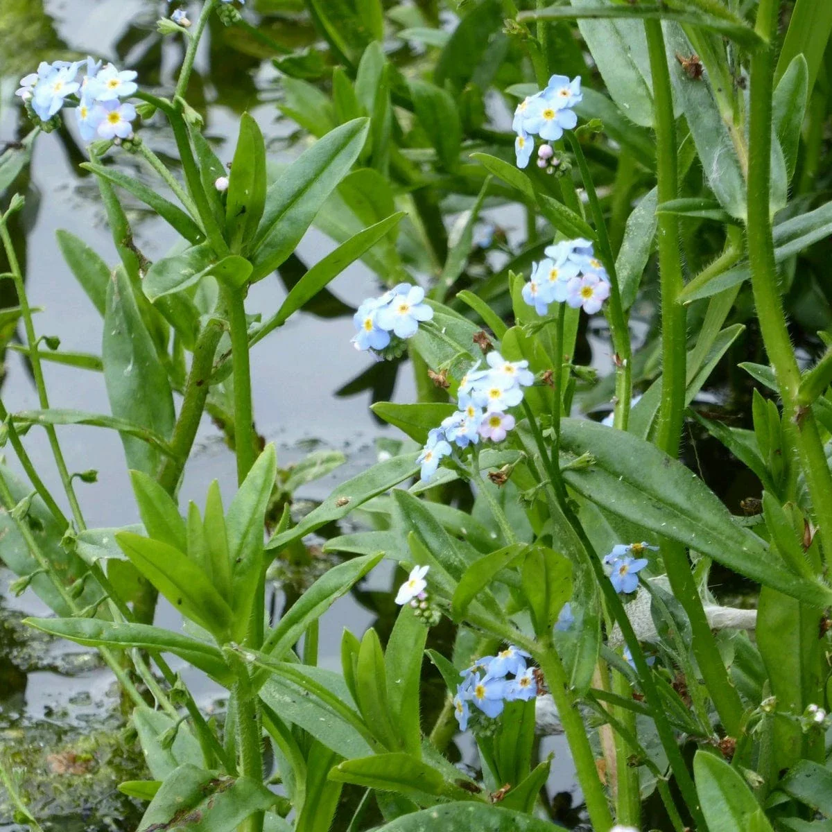 Myosotis scorpioides P9 - Image 3