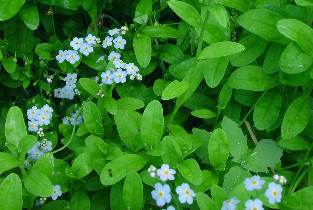 Myosotis scorpioides P9 - Image 4