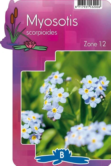 Myosotis scorpioides P9 - Image 5