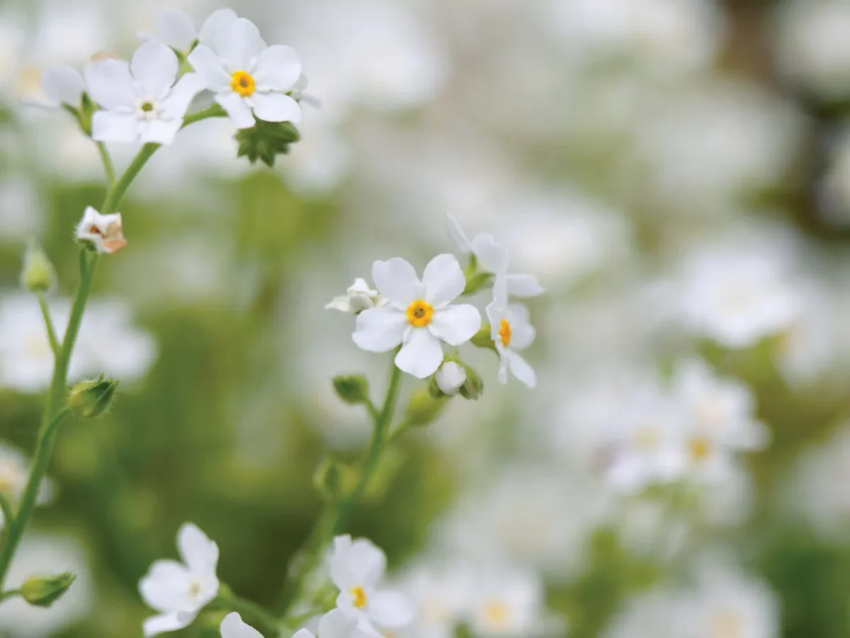 Myosotis white | Forget-Me-Not White P10.5 - Image 3