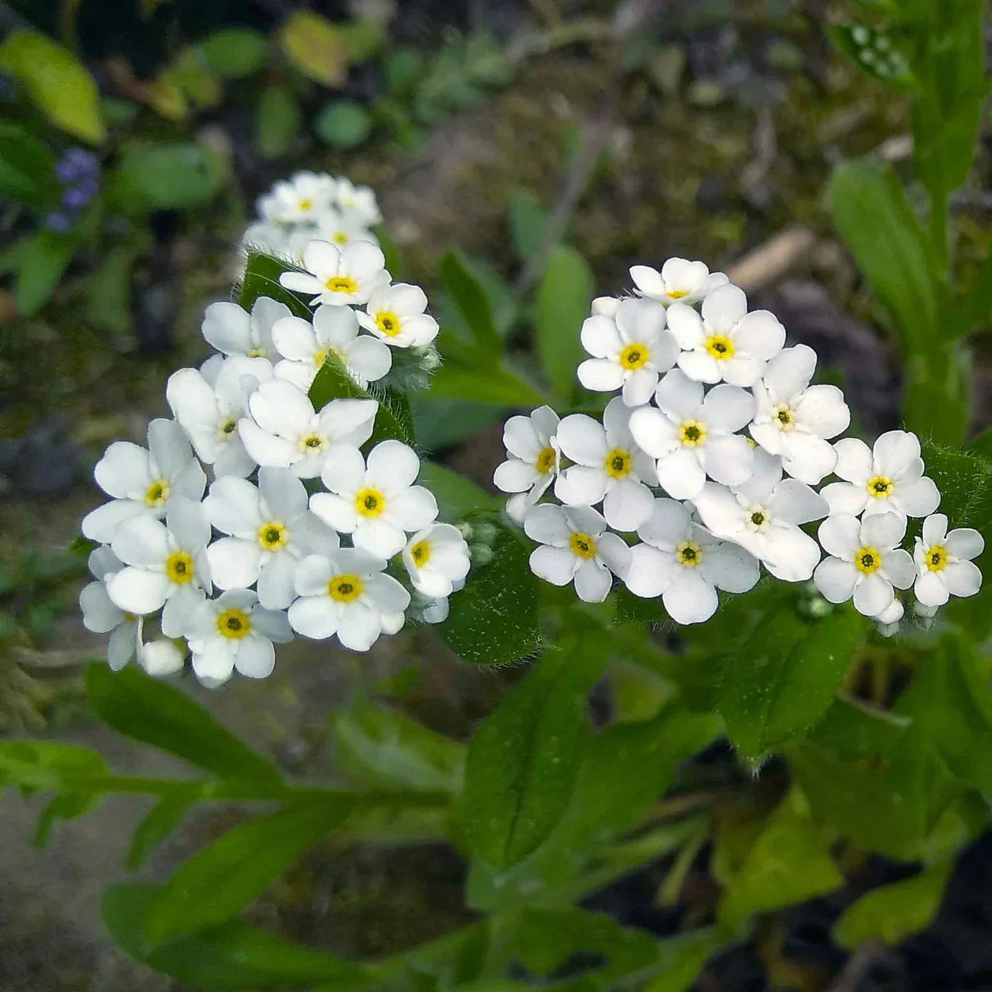 Myosotis white | Forget-Me-Not White P10.5 - Image 4