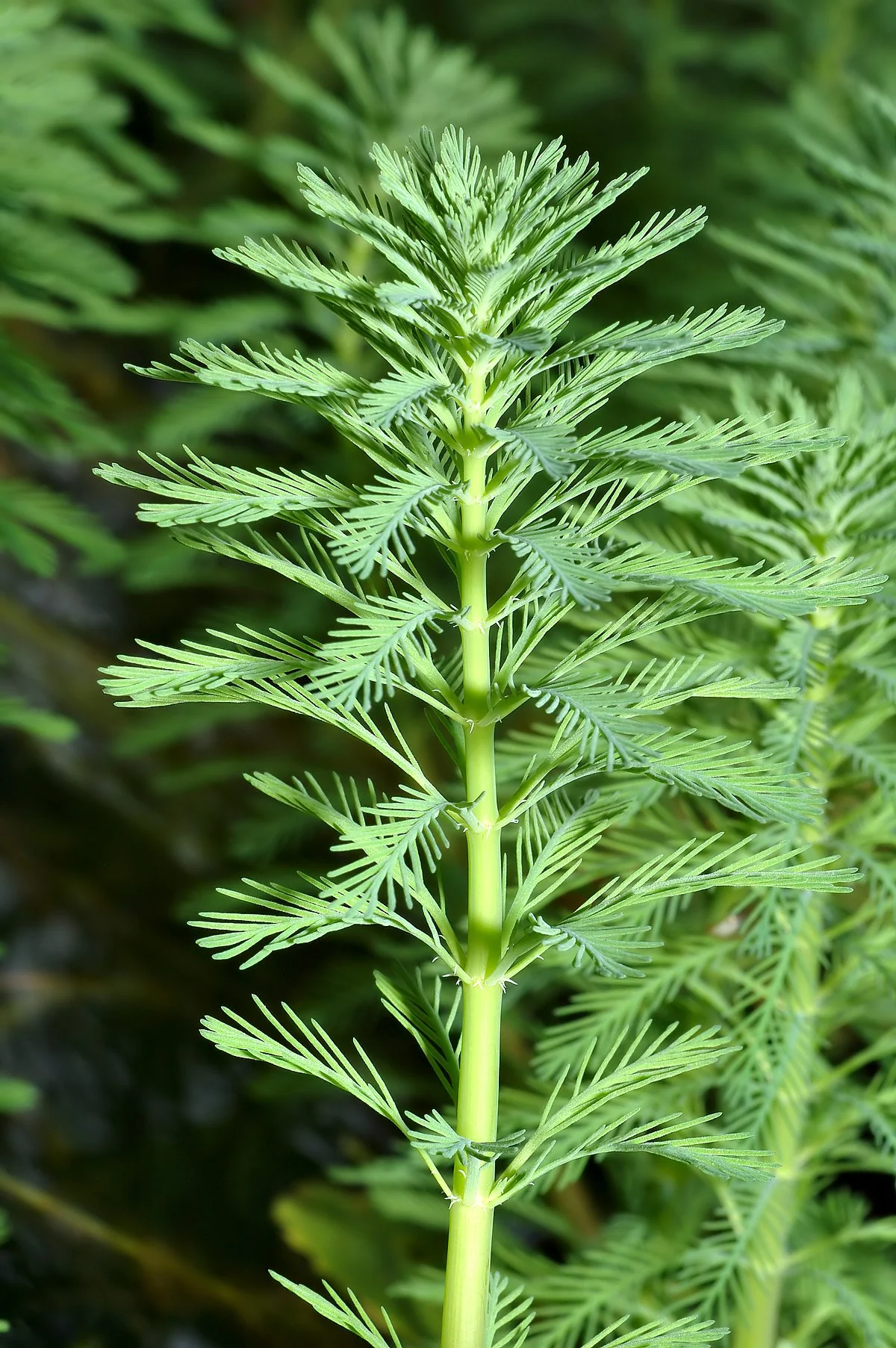 Myriophyllum spicatum | Spiked Water Milfoil - Oxygenating Aquatic Plant - Image 2