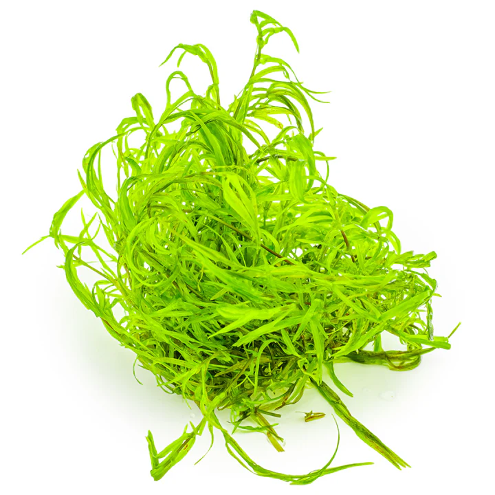 Najas Guadalupensis 'Guppy Grass' - Image 3