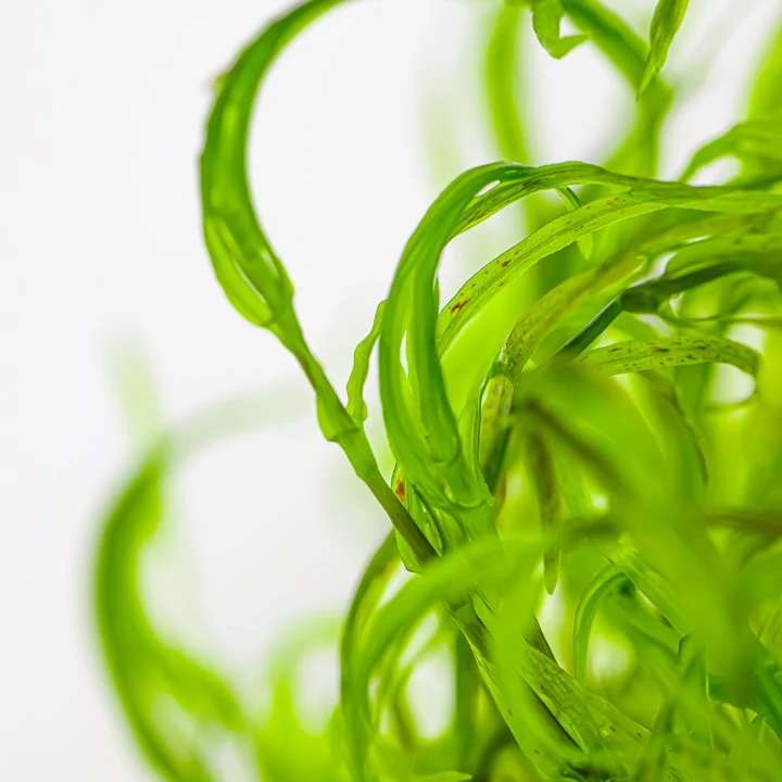 Najas Guadalupensis 'Guppy Grass' - Image 4