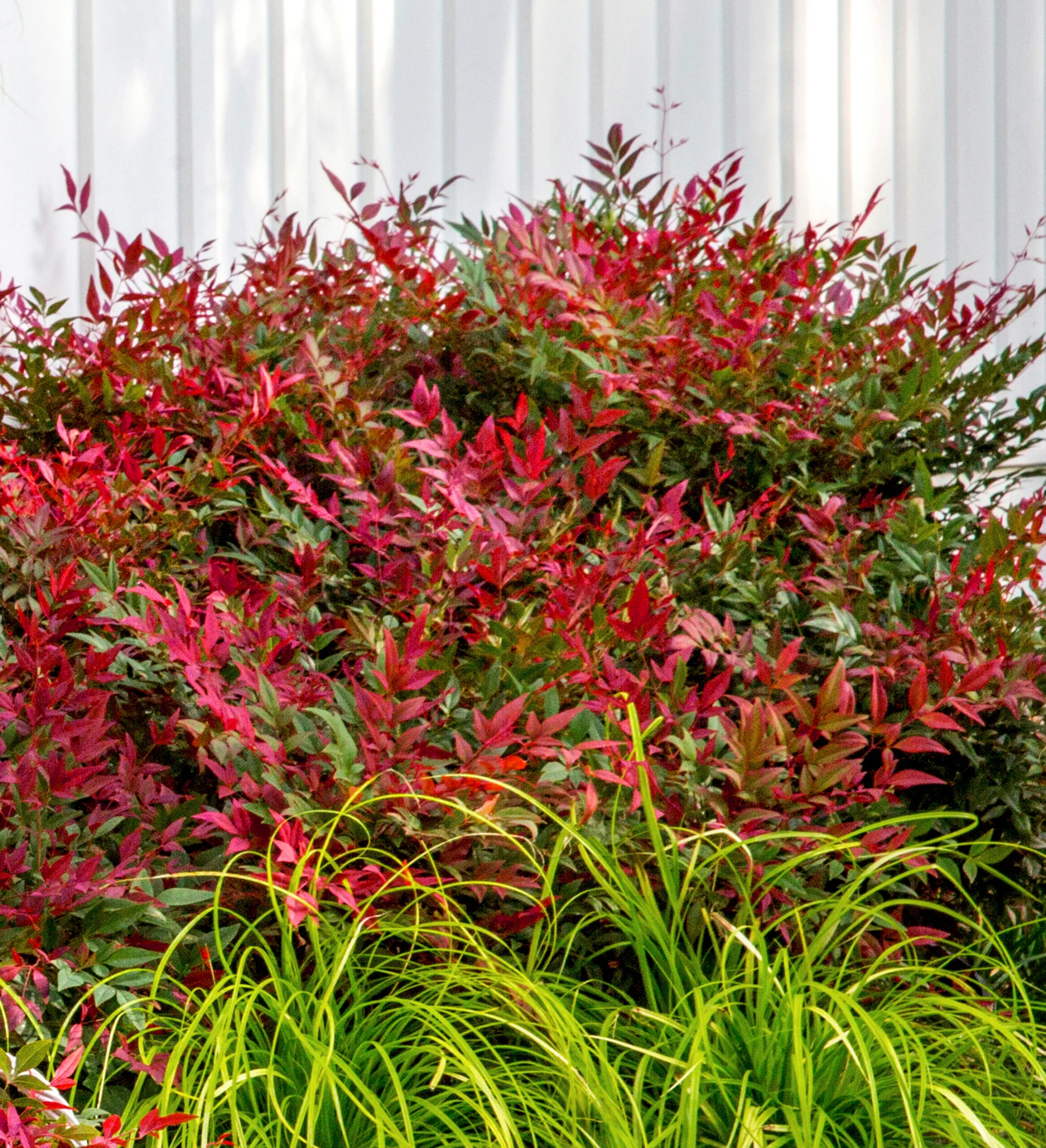 Nandina domestica 'Obsessed' 2 Litre - Image 3