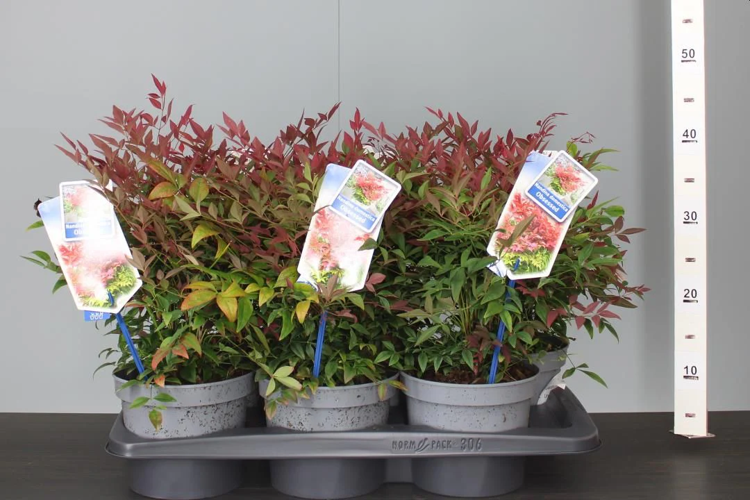 Nandina domestica 'Obsessed' 2 Litre - Image 4